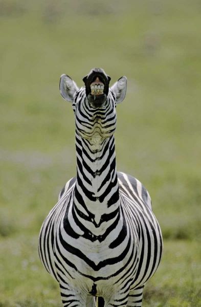 Kenya Burchells zebra exhibits flehmen display